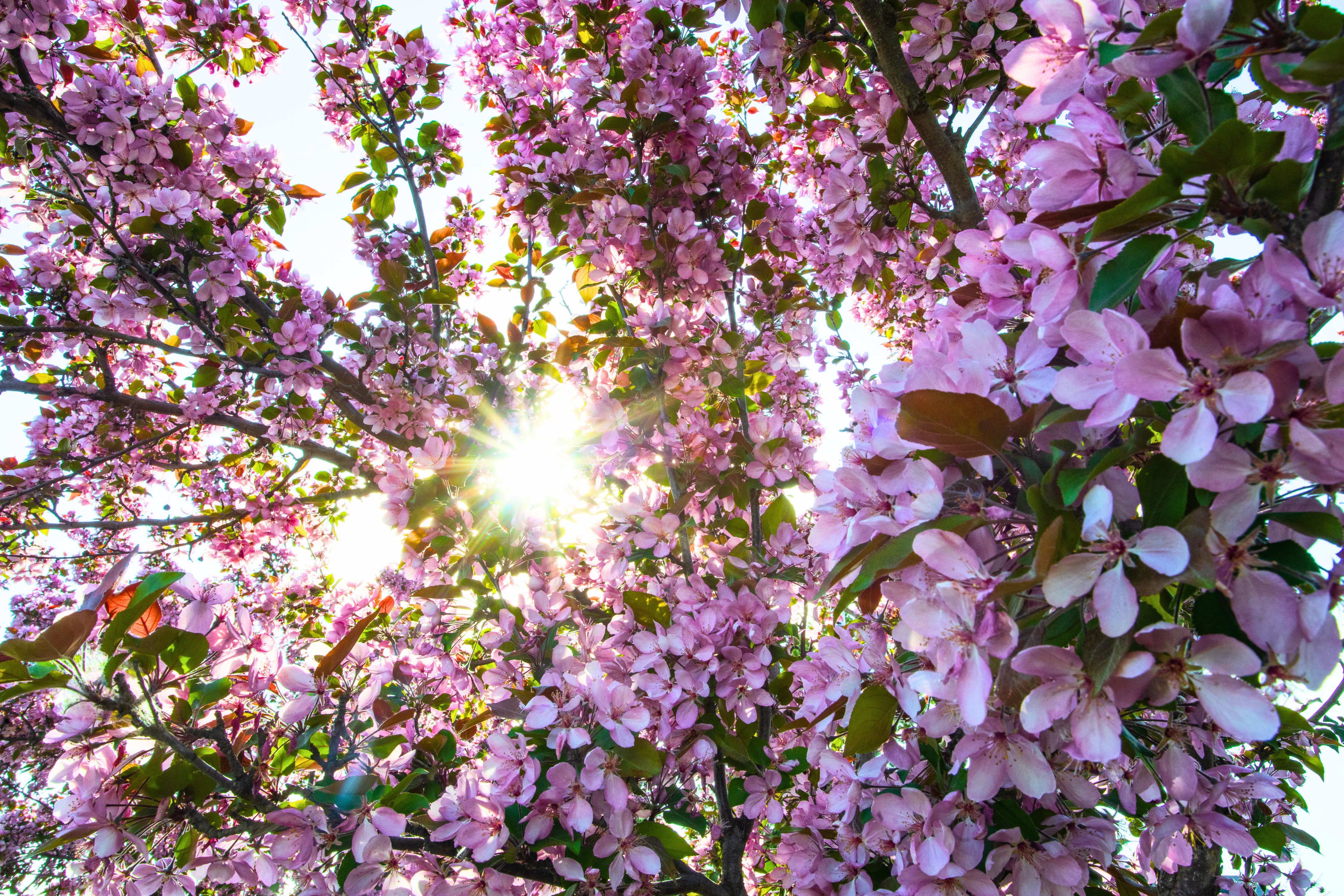 Homepage Banner (Spring)